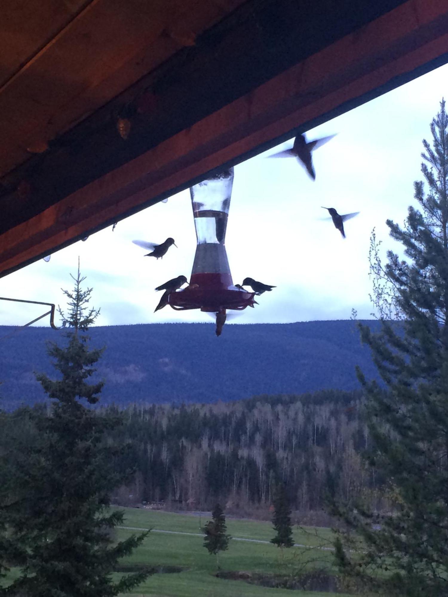 Helmcken Falls Lodge Cabin Rooms And Rv Park Clearwater Bagian luar foto